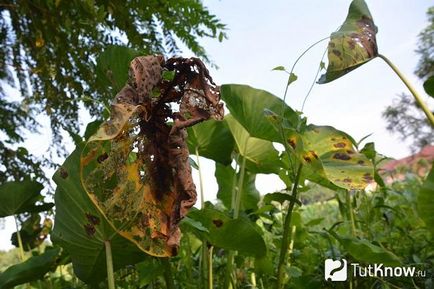 Caladium de îngrijire a florilor la domiciliu