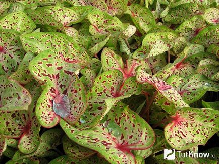 Caladium de îngrijire a florilor la domiciliu