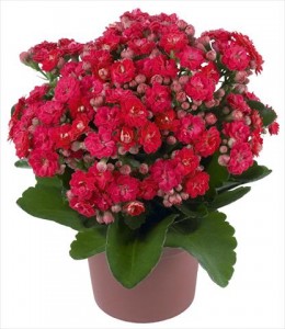 Kalanchoe - specie, reproducere și boală, gospodărie exemplară