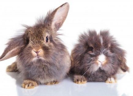 Карликові кролики утримання та догляд, що можна їсти, породи
