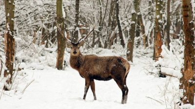 Картинка для дітей олень, картинки