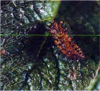 Cartofi sau bug-uri de 28 de puncte (epilachna vigintioctomaculata motsch
