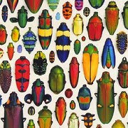 Despre ce viseaza insectele? Insectează foarte mult