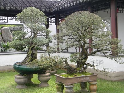 Chineză filozofie grădină și elemente de design obligatorii