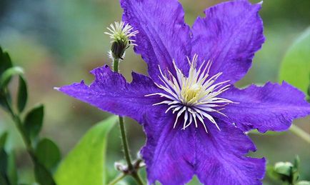 Clematis - plantare, îngrijire, reproducere, boli