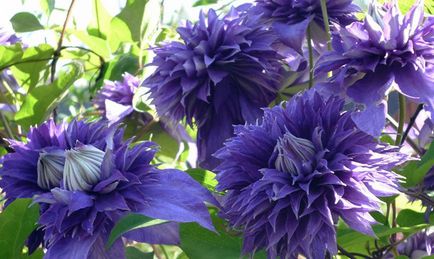 Clematis - plantare, îngrijire, reproducere, boli