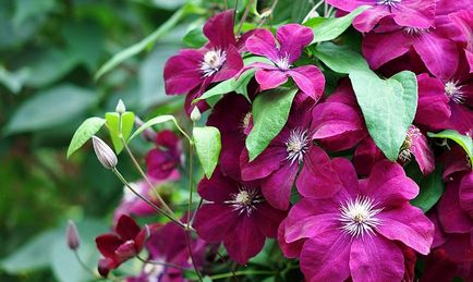 Clematis - plantare, îngrijire, reproducere, boli