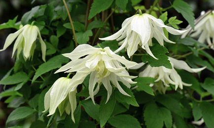 Clematis - plantare, îngrijire, reproducere, boli