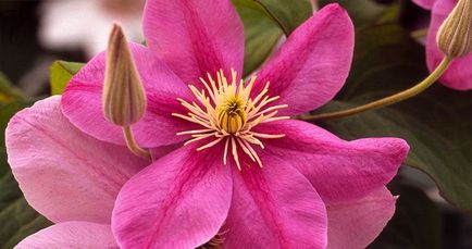 Clematis - plantare, îngrijire, reproducere, boli