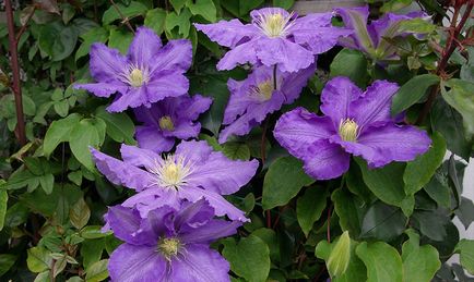 Clematis - plantare, îngrijire, reproducere, boli