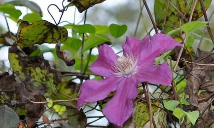 Clematis - plantare, îngrijire, reproducere, boli