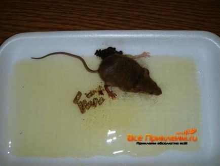Клей для лову гризунів відгуки про клейових пастках для мишей