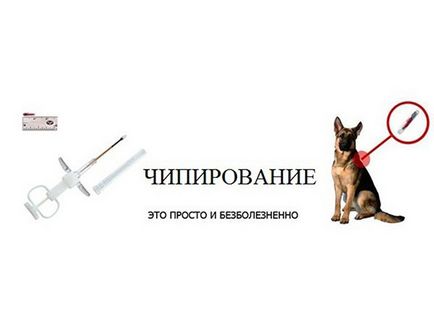 Клеймо або чіп влади дісталися до домашніх тварин і вимагають обов'язкового чіпування - українські