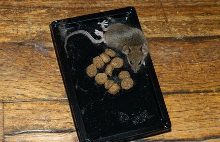 Adezivi de la șoareci și șobolani