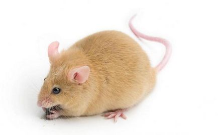 Adezivi de la șoareci și șobolani