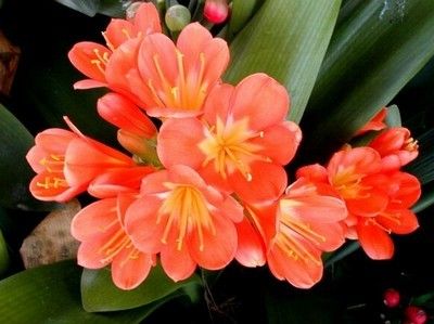 Кливия - основи вирощування і розмноження - кімнатне квітникарство