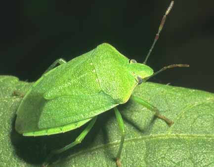 Bug cum să scapi de un dăunător de grădină periculos