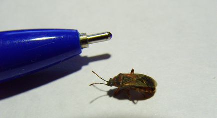 Bug mirositor de ce insectele emite un miros ascuțit