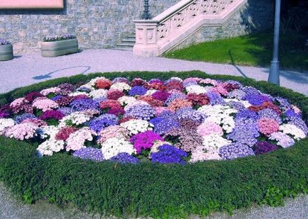 Flori și paturi de flori cu mâini proprii fotografie