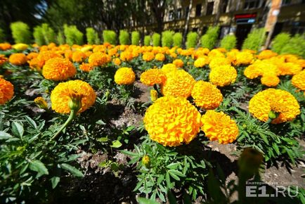 Клумби за мільйони вибираємо найкрасивіші і дорогі квітники Запорожьеа