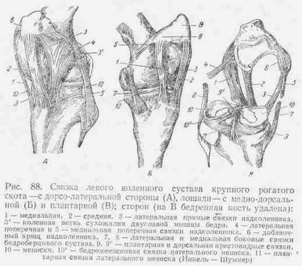 Genunchiere