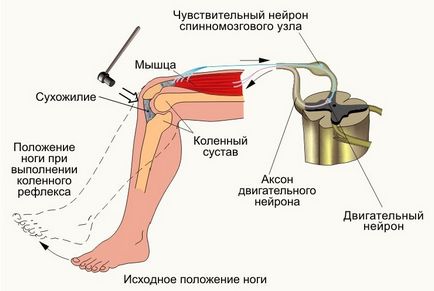 Genunchiul reflex al arcului și neuronului