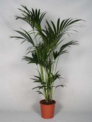 Кімнатна пальма ховея фото, догляд за рослиною в домашніх умовах