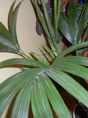 Cameră palm hoveya fotografie, îngrijirea plantei acasă