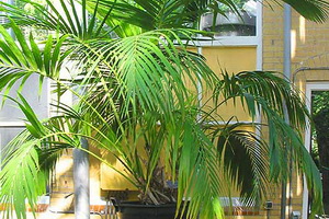Cameră palm hoveya fotografie, îngrijirea plantei acasă