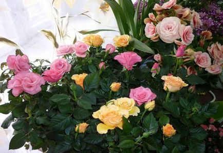 Indoor Rose amesteca specie, pitic, Bengal, video si fotografie