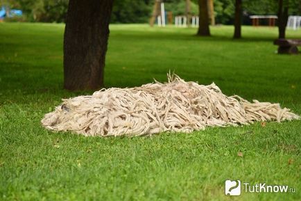 Komondor sau Ciobanesc maghiar