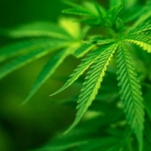 Kannabiszfüggőségről, kezelés, jelek, tünetek