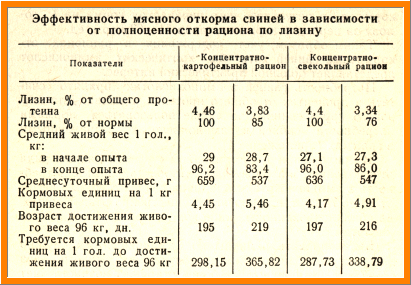 Корми і умови годівлі свиней