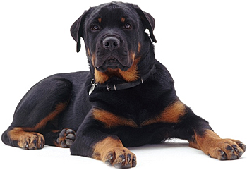 Feed brit premium sport pentru câinii activi din toate rasele - cumpăra ieftin în moscow ieftine