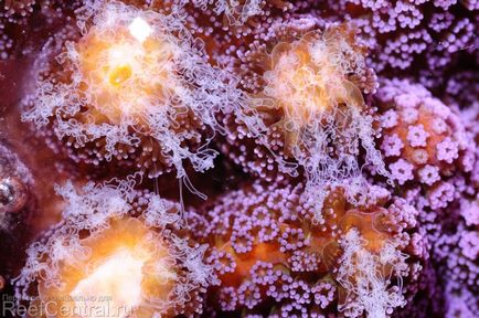 Годування коралів огляд