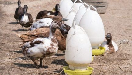 Duck feeder cu propriile mâini fotografie, video