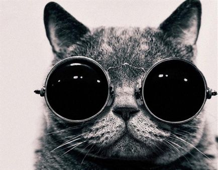 Кошатникам на замітку! 30 цікавих фактів про кішок кілька корисних порад - woman xo