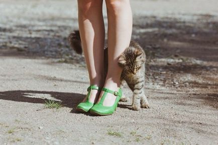 Koshatnikam la nota! 30 de lucruri interesante despre pisici câteva sfaturi utile - femeie xo
