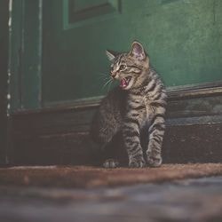 Pisicile, semnele populare și credințele asociate pisicilor - totul despre pisici și pisici cu dragoste