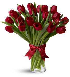 Червоний тюльпан все про символ і його значеннях