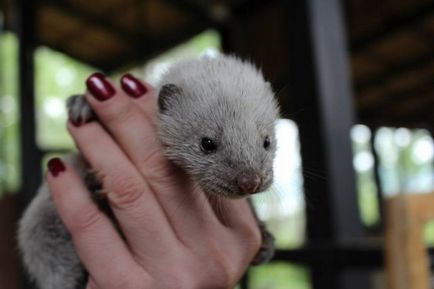 Gradina zoologica din Krasnoyarsk a aratat noptii tineri americani