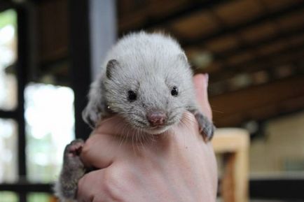 Gradina zoologica din Krasnoyarsk a aratat noptii tineri americani