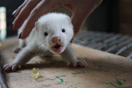 Gradina zoologica din Krasnoyarsk a aratat noptii tineri americani