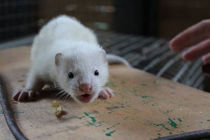 Gradina zoologica din Krasnoyarsk a aratat noptii tineri americani