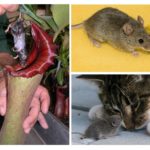 Хто їсть мишей з тварин