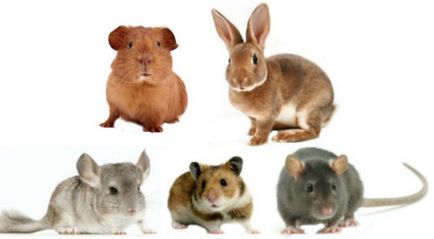 Cine este mai bun decât un hamster sau un șobolan, o diferență de la un iepure, un chinchilla și un papagal