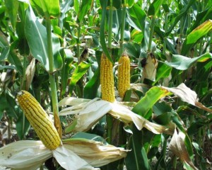 Corn - regina câmpurilor, sezonul de vară