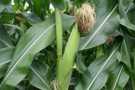 Corn - regina câmpurilor, sezonul de vară