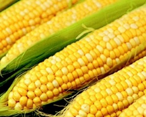 Corn - regina câmpurilor, sezonul de vară