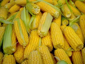 Corn - regina câmpurilor, sezonul de vară